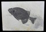 Excellent Phareodus Fossil Fish - Scarce Species #50687-1